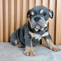 Bruno, a male English Bulldog for sale in Houston, TX – 2 of 3