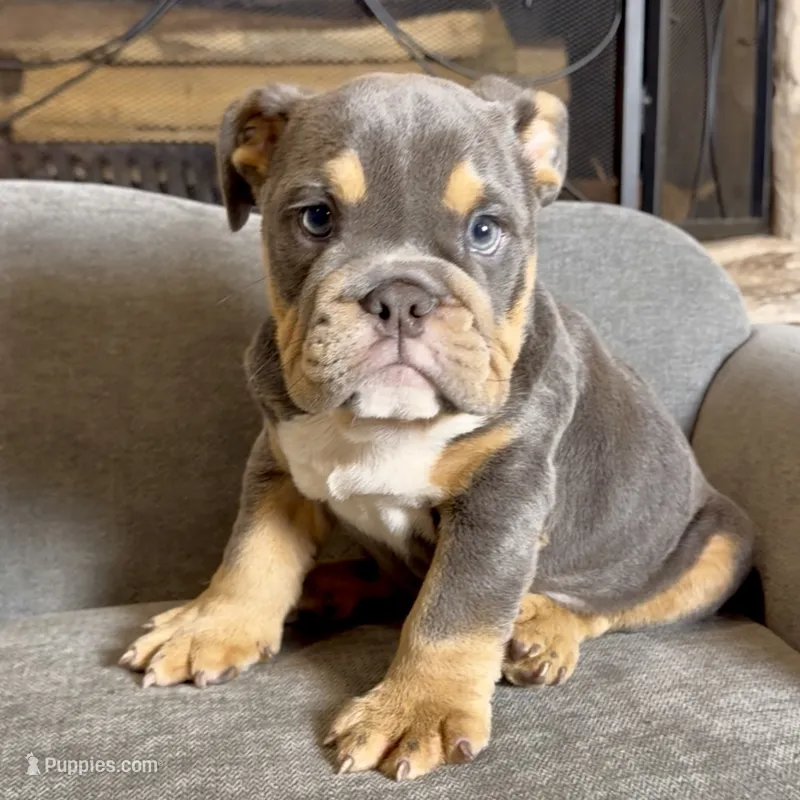 Rocco  – English Bulldog puppy for sale in Houston, TX