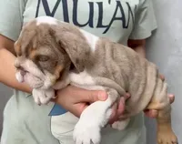 Hazel , a female English Bulldog for sale in Houston, TX – 1 of 5