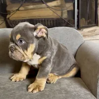 Rocco , a male English Bulldog for sale in Houston, TX – 4 of 4