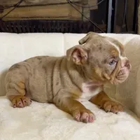 Daisy , a female English Bulldog for sale in Houston, TX – 4 of 4