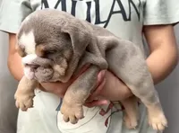 Tank , a male English Bulldog for sale in Houston, TX – 1 of 4
