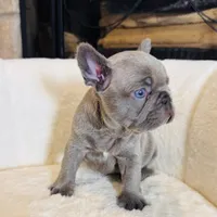 Blue, a male French Bulldog for sale in Houston, TX – 2 of 3