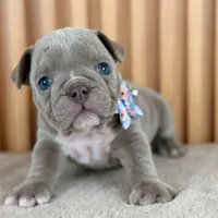 Rosie , a female English Bulldog for sale in Houston, TX – 2 of 3