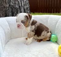 🇬🇧 Teddy 🧢, a male English Bulldog for sale in Houston, TX – Photo 3 of 5