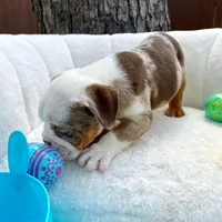🇬🇧 Teddy 🧢, a male English Bulldog for sale in Houston, TX – Photo 2 of 5