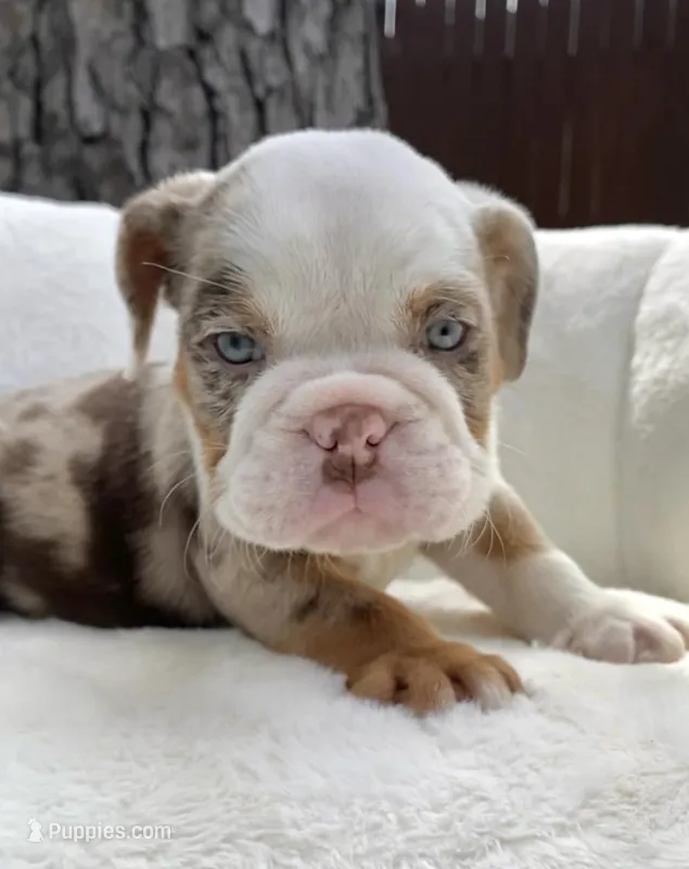🇬🇧 Teddy 🧢 – English Bulldog puppy on hold in Houston, TX