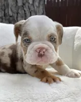 🇬🇧 Teddy 🧢, a male English Bulldog for sale in Houston, TX – Photo 1 of 5