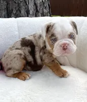 🇬🇧 Teddy 🧢, a male English Bulldog for sale in Houston, TX – Photo 5 of 5