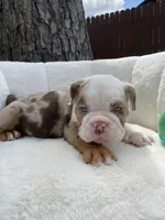 🇬🇧 Teddy 🧢, a male English Bulldog for sale in Houston, TX – Photo 4 of 5