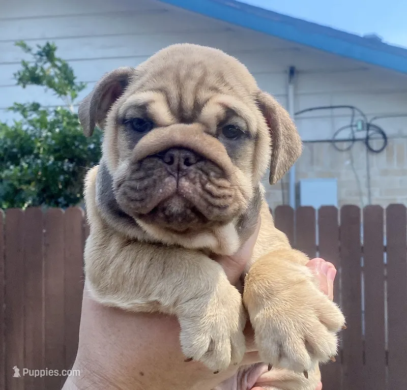 Athena  – English Bulldog puppy for sale in Houston, TX