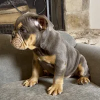 Bruno , a male English Bulldog for sale in Houston, TX – 4 of 4