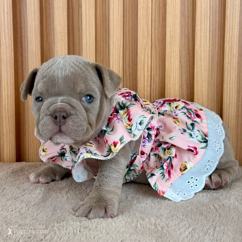 Rosie  – English Bulldog puppy for sale in Houston, TX