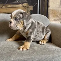 Milo , a male English Bulldog for sale in Houston, TX – 4 of 4