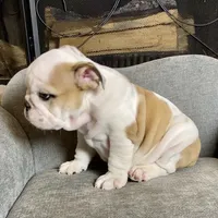 Barney, a male English Bulldog for sale in Houston, TX – 3 of 3