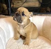 Maple , a female English Bulldog for sale in Houston, TX – Photo 1 of 4