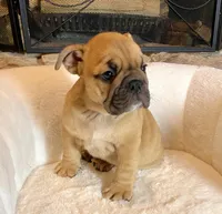 Maple , a female English Bulldog for sale in Houston, TX – Photo 3 of 4