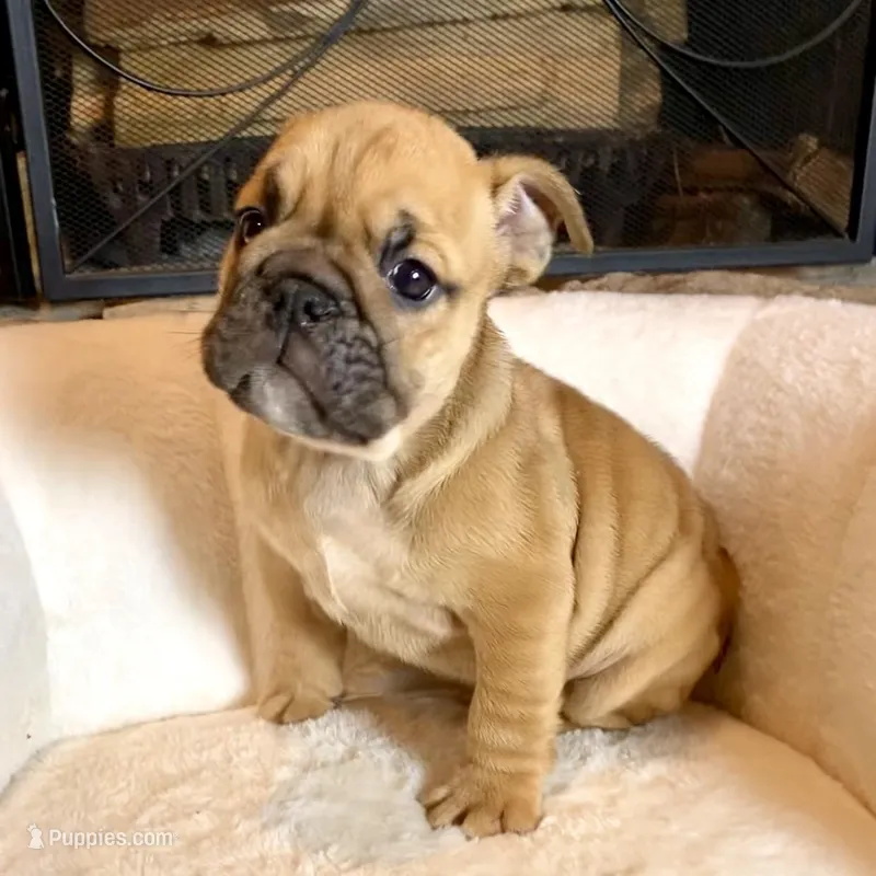 Maple  – English Bulldog puppy for sale in Houston, TX