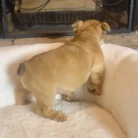 Maple , a female English Bulldog for sale in Houston, TX – Photo 4 of 4