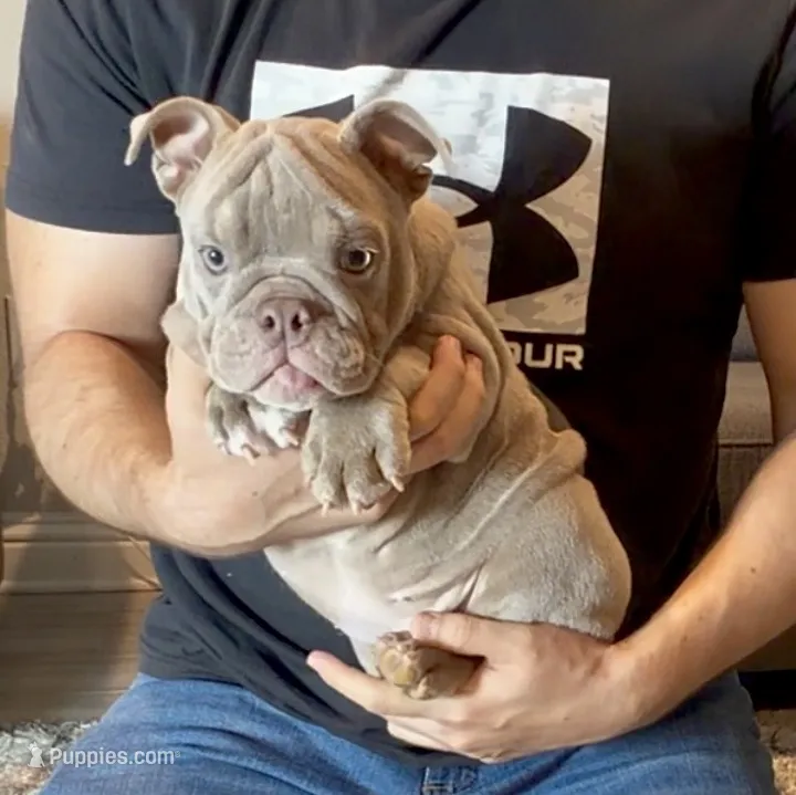 Rosie  – English Bulldog puppy for sale in Houston, TX