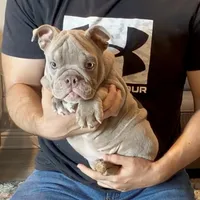 Rosie , a female English Bulldog for sale in Houston, TX – 1 of 4