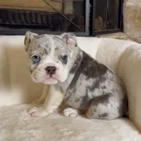Sky , a female English Bulldog for sale in Houston, TX – 3 of 4