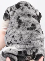 Fendi, a female English Bulldog for sale in Houston, TX – 2 of 2