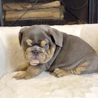 Zeus , a male English Bulldog for sale in Houston, TX – 4 of 4