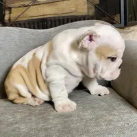 Barney, a male English Bulldog for sale in Houston, TX – 2 of 3