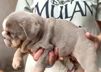 Tank , a male English Bulldog for sale in Houston, TX – 3 of 4
