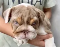 Hazel , a female English Bulldog for sale in Houston, TX – 3 of 5