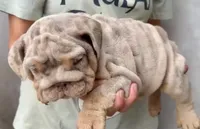 Diesel , a male English Bulldog for sale in Houston, TX – 4 of 4