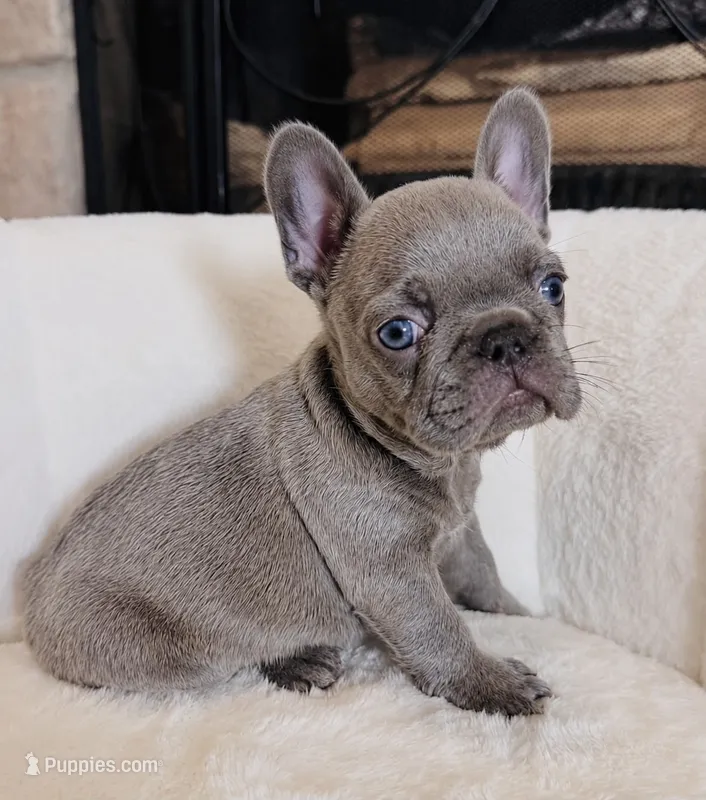 Blue – French Bulldog puppy for sale in Houston, TX
