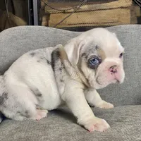 Frost , a male English Bulldog for sale in Houston, TX – 1 of 3