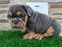 Ruby , a female English Bulldog for sale in Houston, TX – 4 of 4