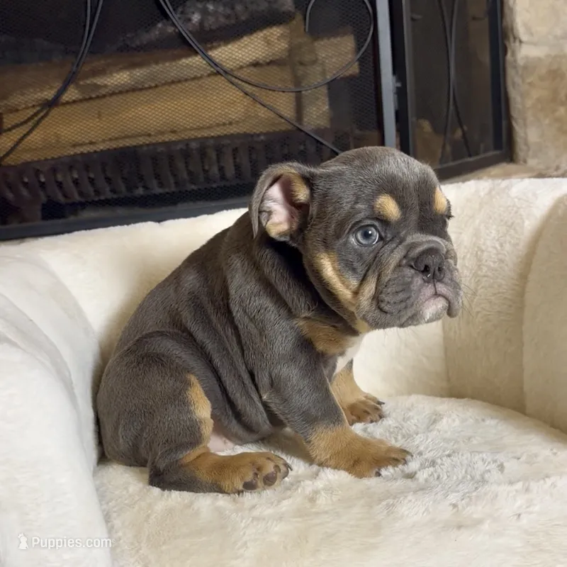 Chloe  – English Bulldog puppy for sale in Houston, TX