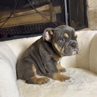 Chloe , a female English Bulldog for sale in Houston, TX – 1 of 4