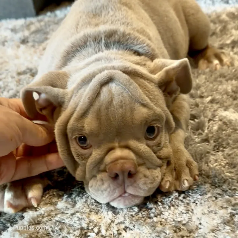 Rosie  – English Bulldog puppy for sale in Houston, TX