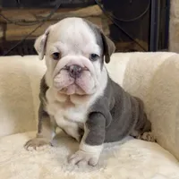 Diesel , a male English Bulldog for sale in Houston, TX – 1 of 4