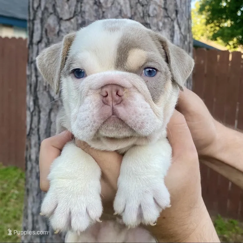 Diesel  – English Bulldog puppy for sale in Houston, TX