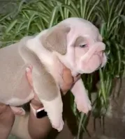 Diesel , a male English Bulldog for sale in Houston, TX – Photo 4 of 4