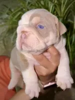 Diesel , a male English Bulldog for sale in Houston, TX – Photo 1 of 4