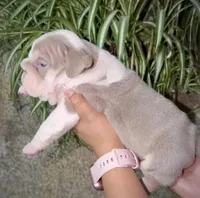 Diesel , a male English Bulldog for sale in Houston, TX – Photo 3 of 4