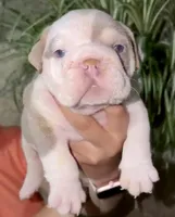 Diesel , a male English Bulldog for sale in Houston, TX – Photo 2 of 4