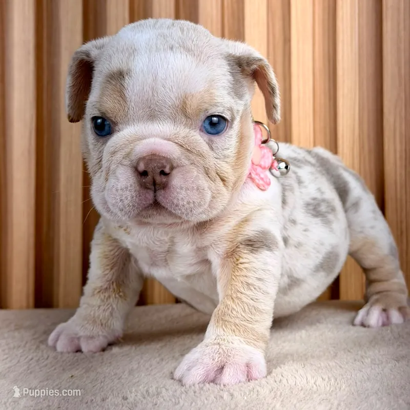Willow  – English Bulldog puppy for sale in Houston, TX