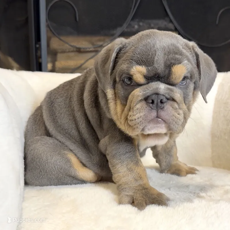 Zeus  – English Bulldog puppy for sale in Houston, TX