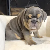 Zeus , a male English Bulldog for sale in Houston, TX – 1 of 4
