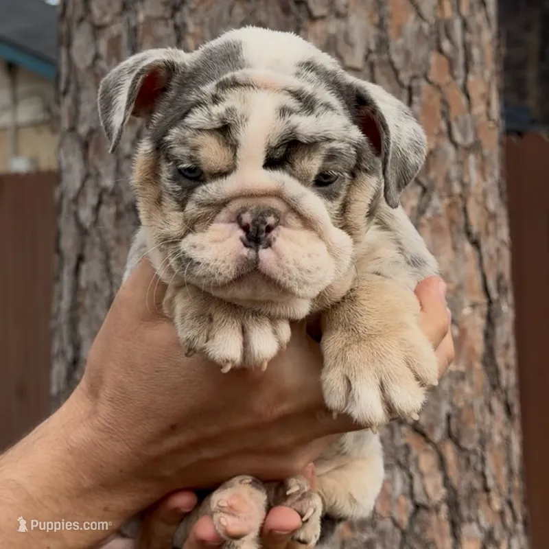 Dior  – English Bulldog puppy for sale in Houston, TX