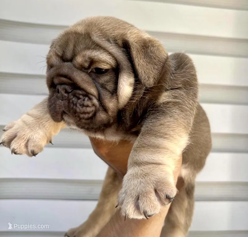 Hermes  – English Bulldog puppy for sale in Houston, TX