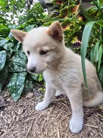 Poppy , a female Shiba Inu for sale in Stanley, NY – 4 of 10